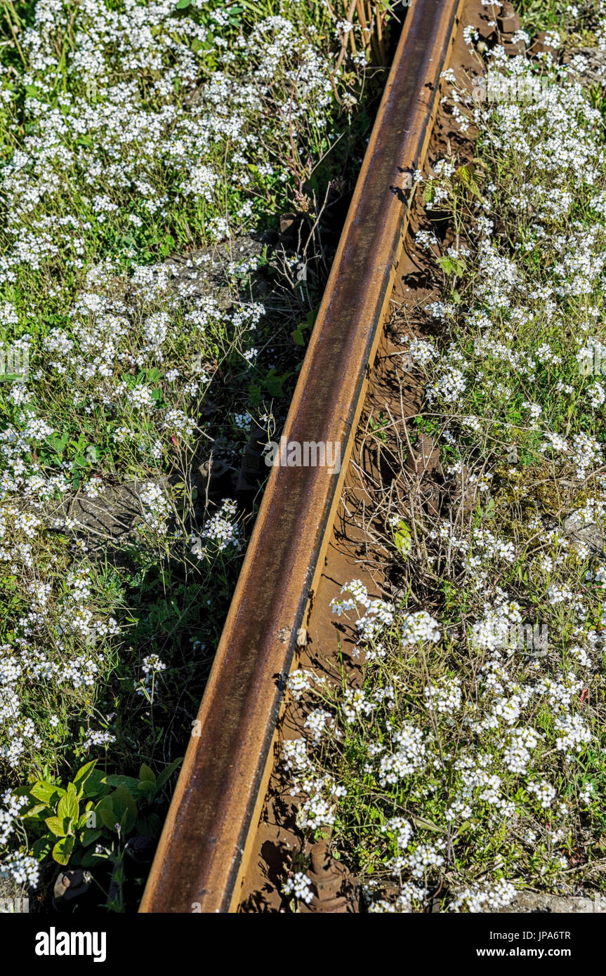 Scienze naturali, sulla vecchia ferrovia abbandonata Foto Stock