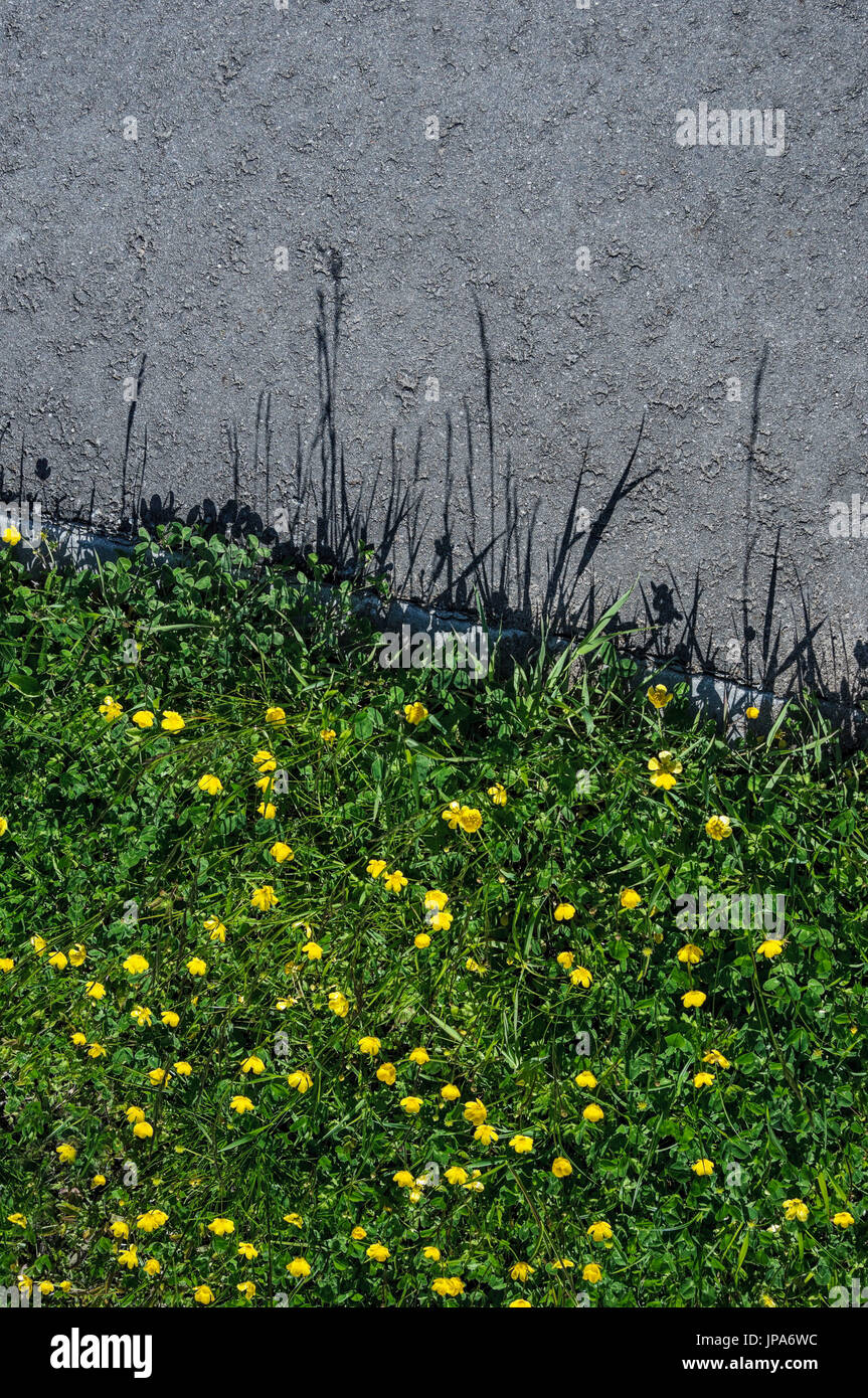 Scienze naturali, l'erba cresce sul ciglio della strada di strada asfaltata Foto Stock