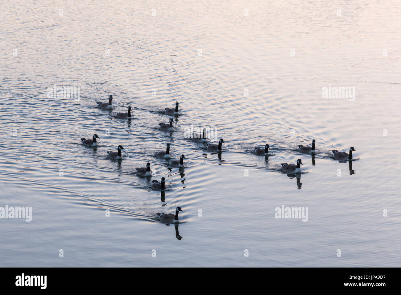 Inghilterra, Oxfordshire, Henley-on-Thames, anatre sul Fiume Tamigi Foto Stock