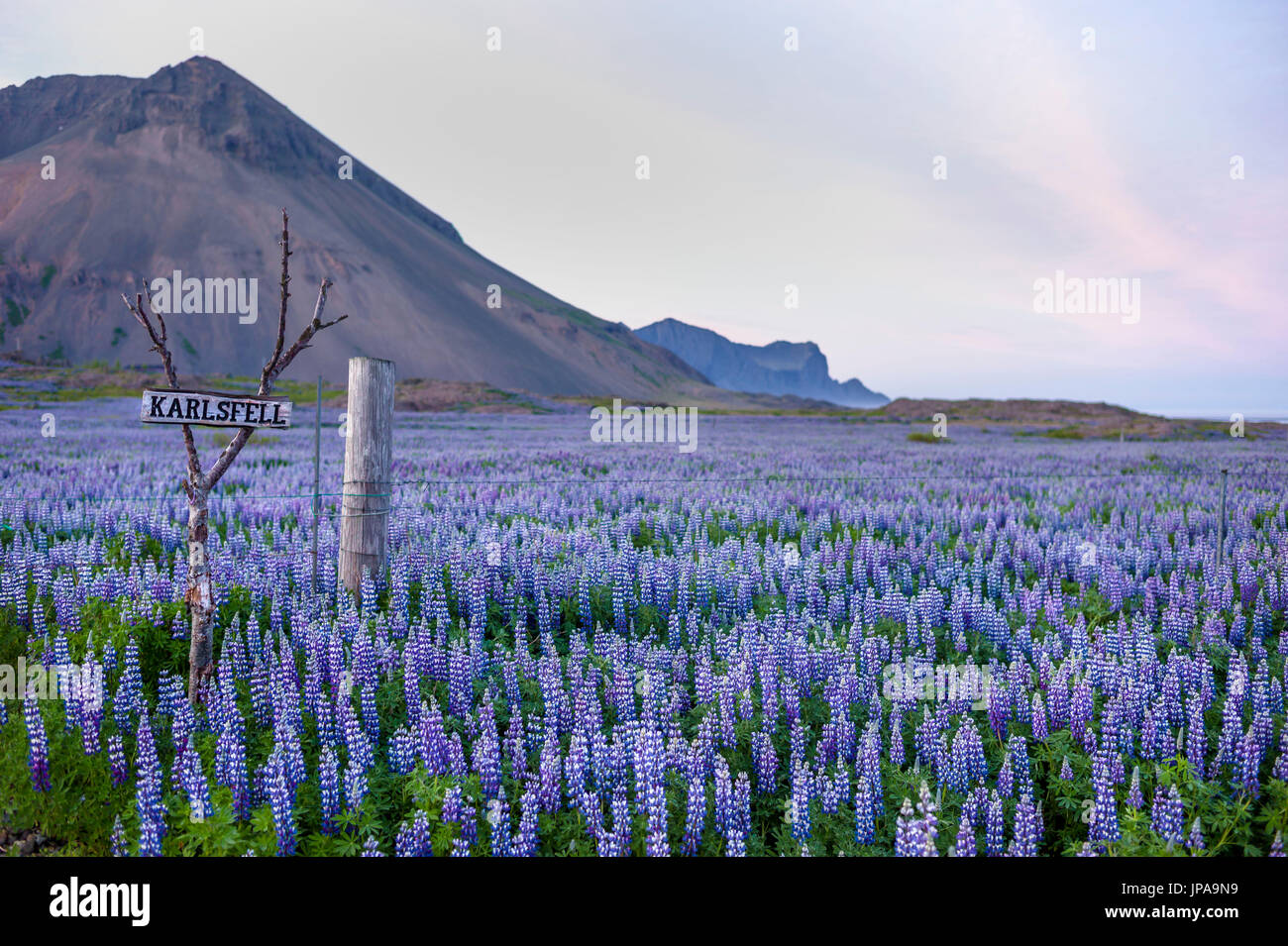 Lupini, Lupinus perennis, Islanda, Foto Stock
