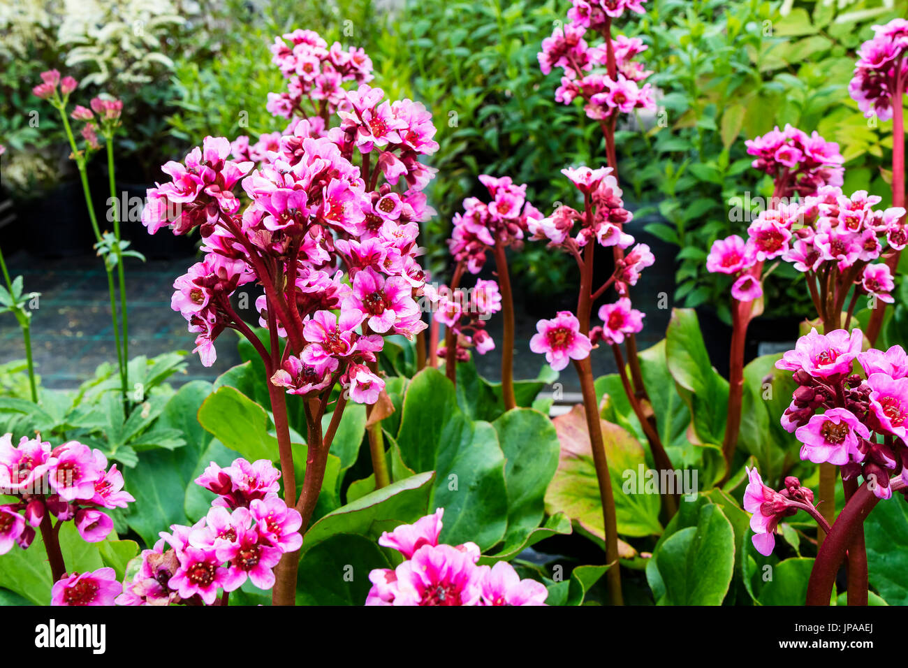 Rosa fiori Bergenia close-up. Foto Stock