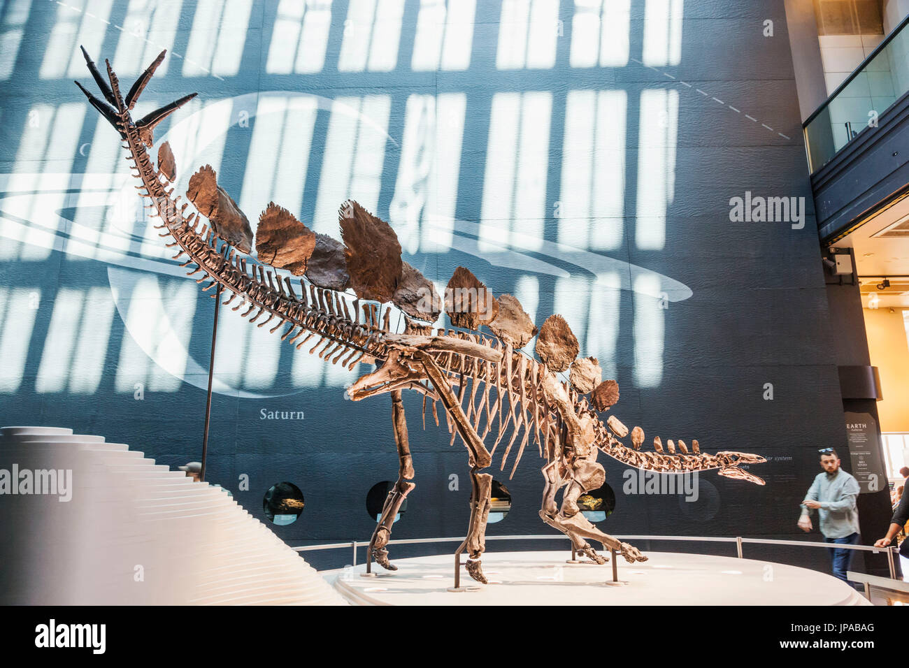 Inghilterra, Londra, Museo di Storia Naturale, mostre di Stegosauras fossili di dinosauro scheletro Foto Stock