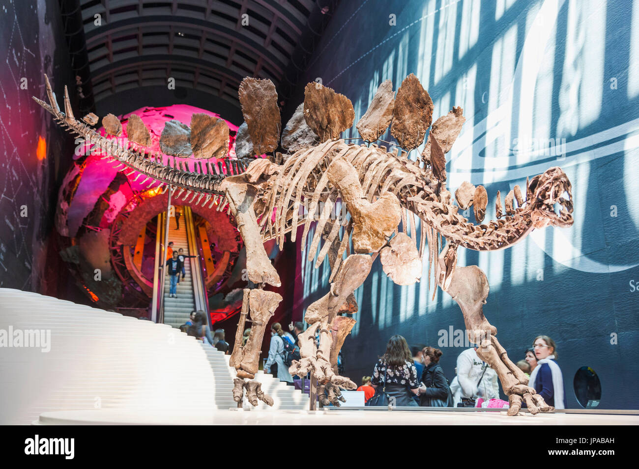 Inghilterra, Londra, Museo di Storia Naturale, mostre di Stegosauras fossili di dinosauro scheletro Foto Stock