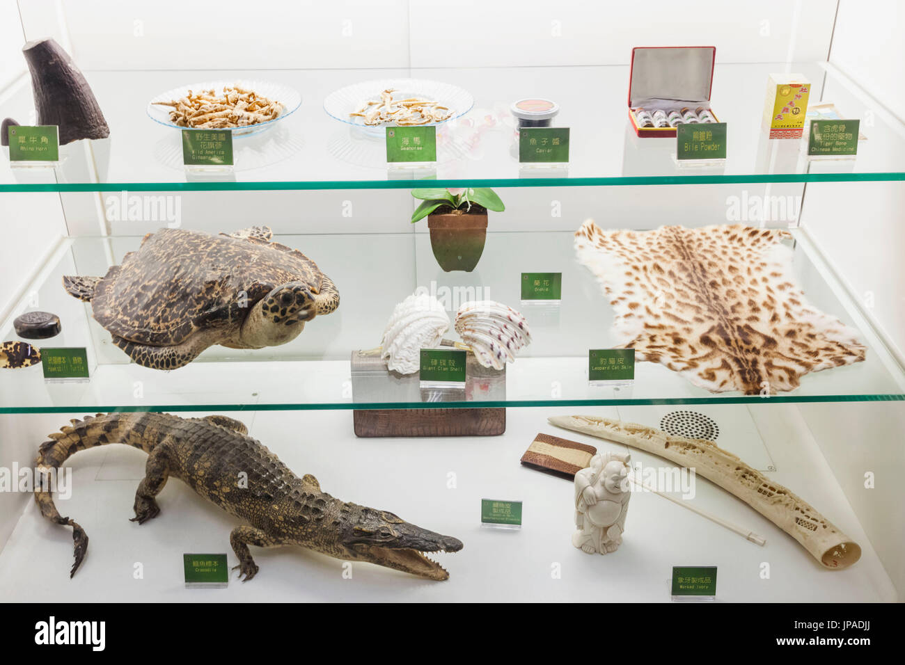 Cina, Hong Kong, Hong Kong International Airport, visualizzare il caso di Articoli proibiti Foto Stock