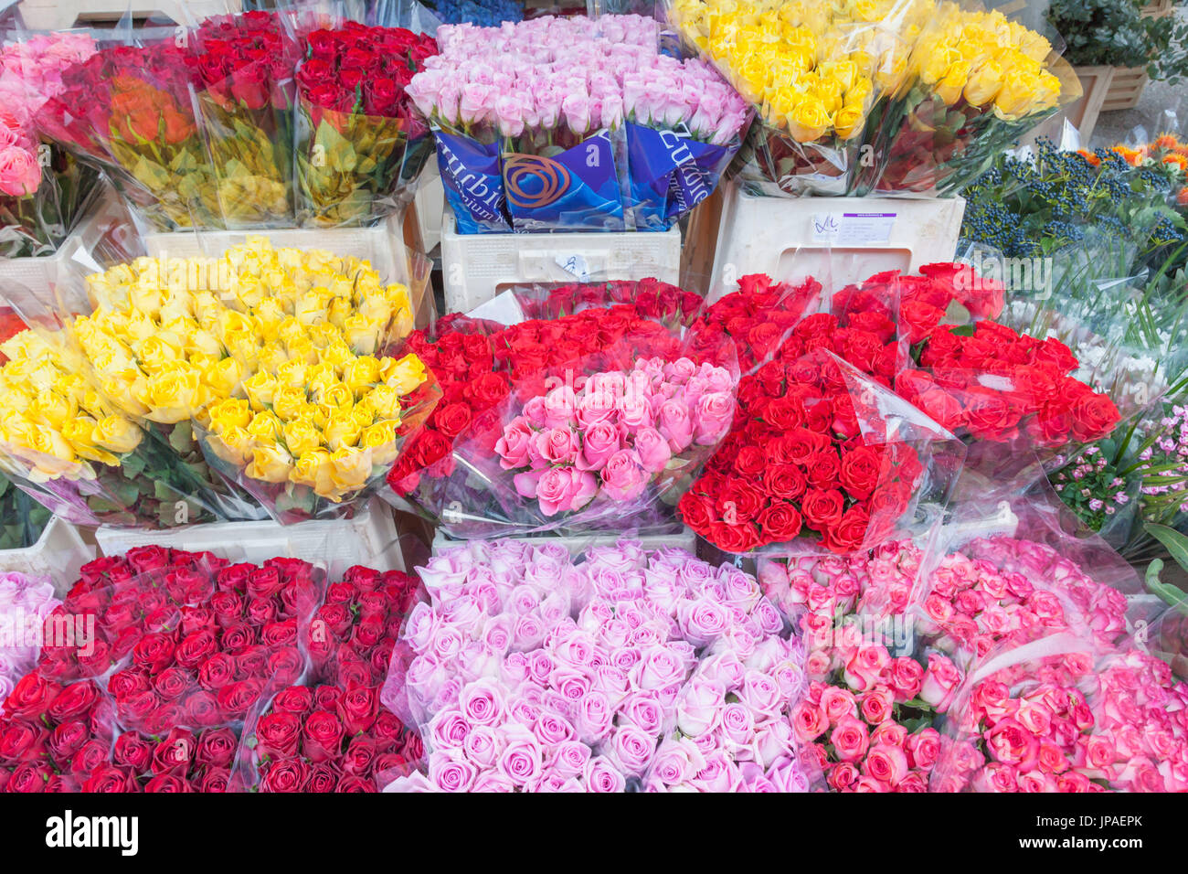 Inghilterra, Londra, Shoreditch, Columbia Road Flower Market, fiori in mostra Foto Stock