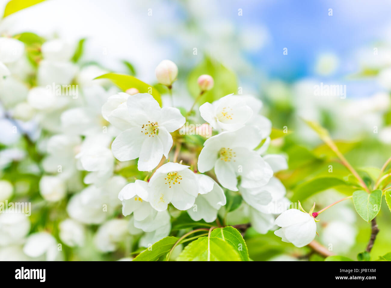 Macro closeup di numerosi white Cherry Blossoms con foglie verdi che mostra il dettaglio e texture Foto Stock