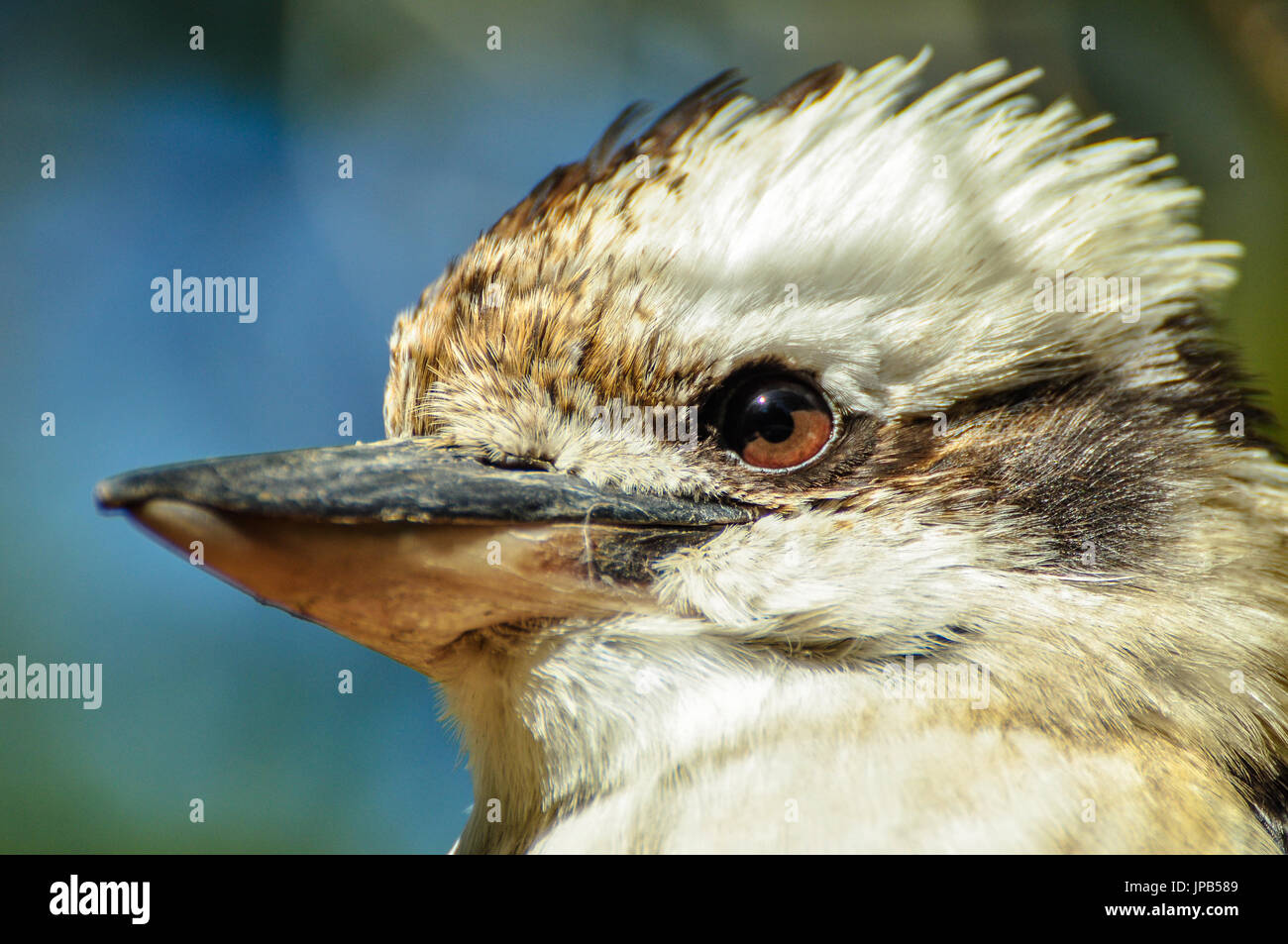 Primo piano di un Kookaburra in Australia Foto Stock