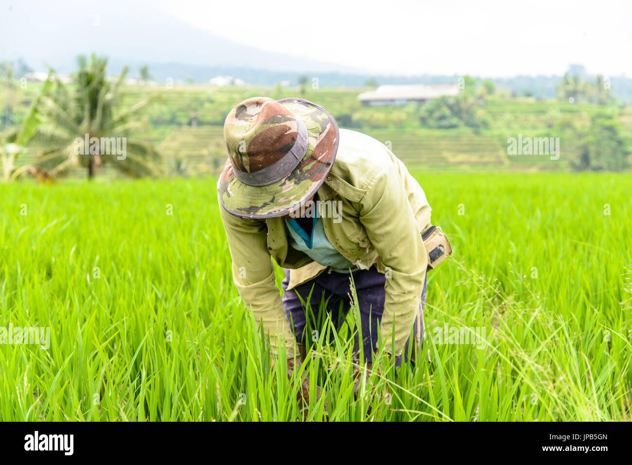 Agricoltore lavora in terrazze di riso Jatiluwih, sito patrimonio mondiale dell'UNESCO, Bali, Indonesia Foto Stock