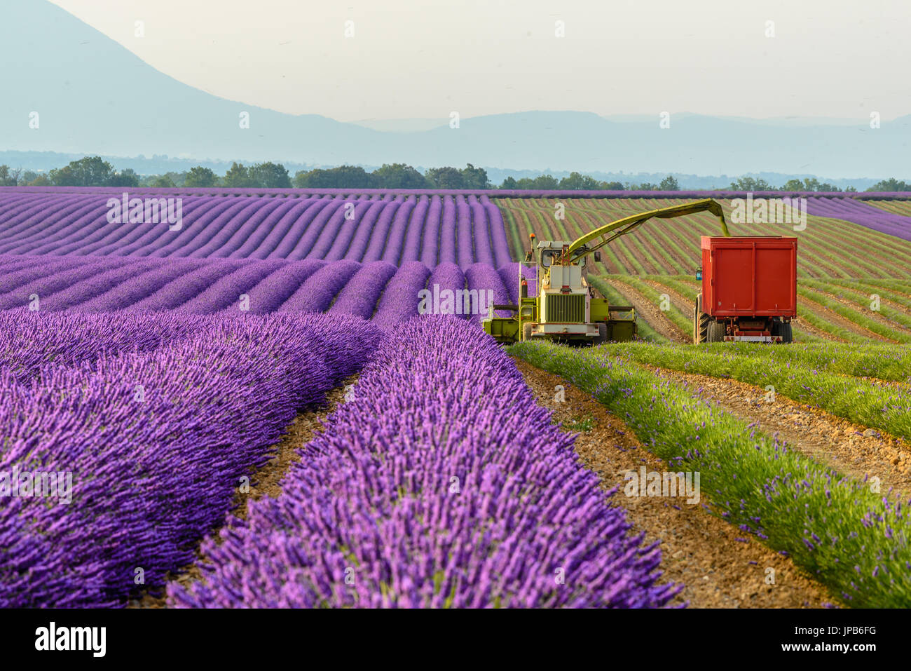 La raccolta di campo di lavanda intorno Valensole, Provenza Foto Stock