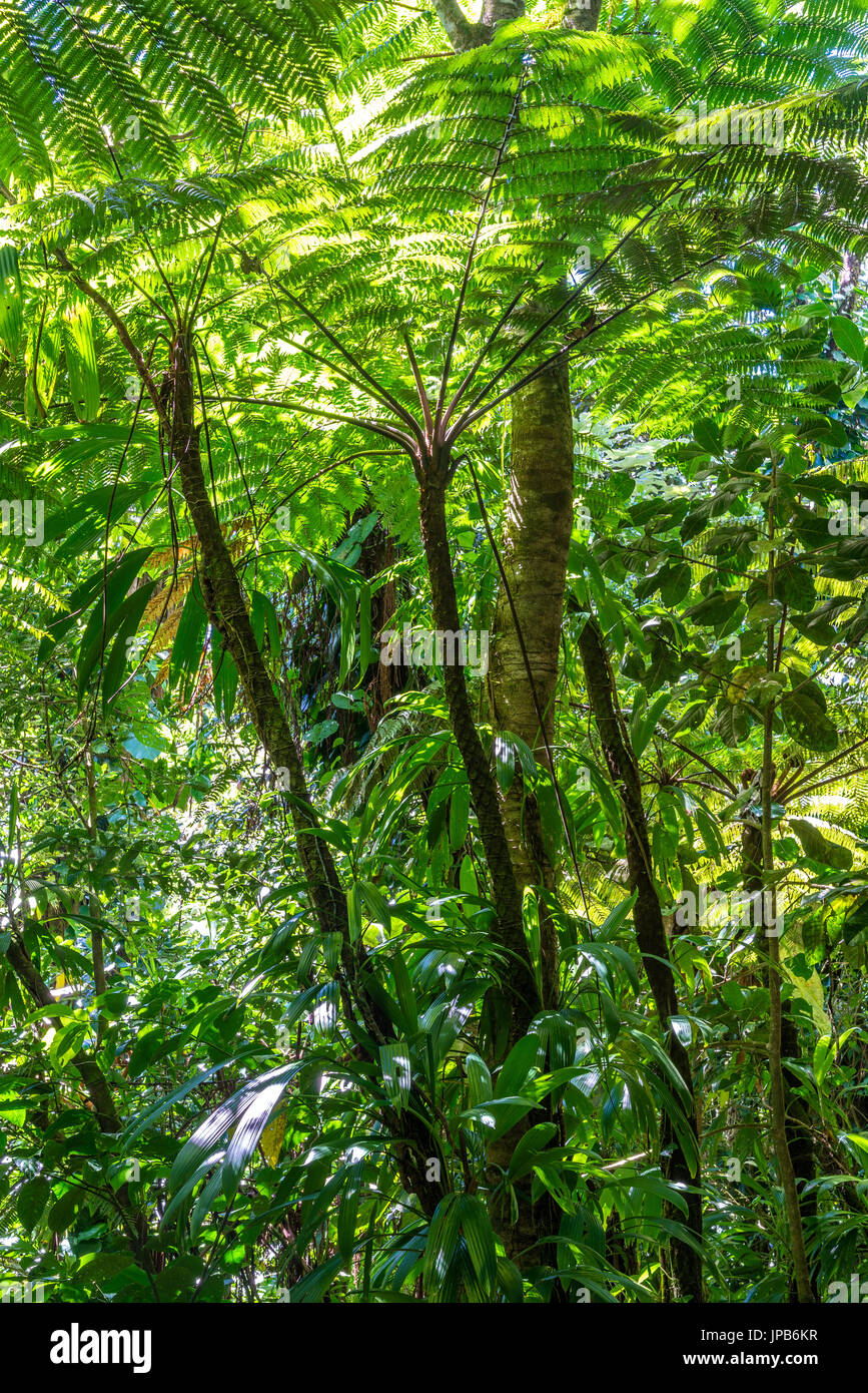 La foresta pluviale nei Caraibi, Guadalupa Foto Stock