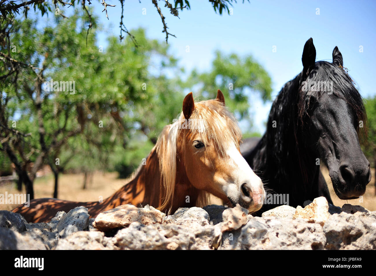 Due cavalli di guardare al di sopra di una parete di pietra Foto Stock