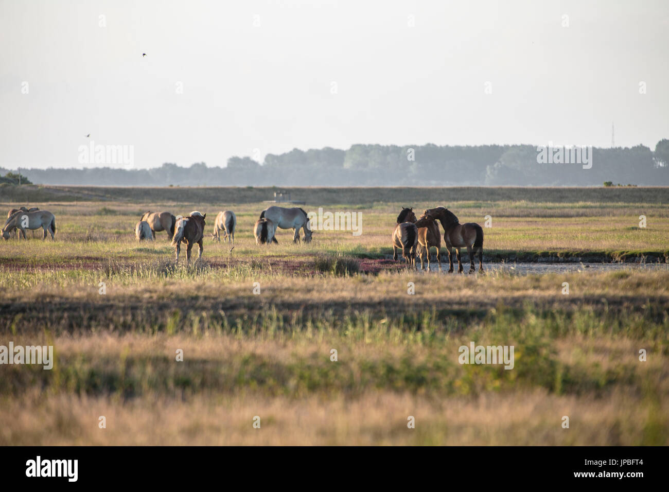 Allevamento di cavalli nel sunrise, Hiddensee isola Foto Stock