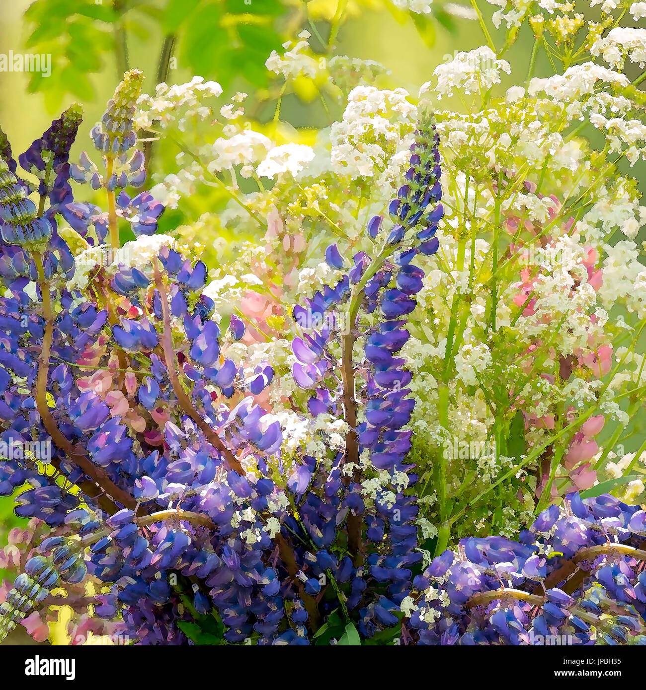 Estate bouquet di fiori selvatici, i lupini con effetto acquerello Foto Stock