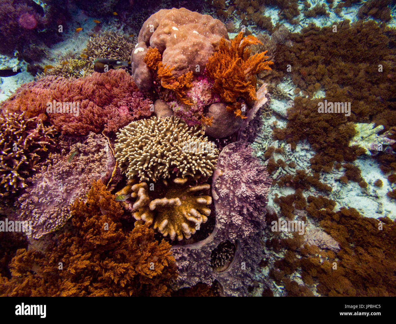 Coralli in mare Flores, Indonesia, Komodo, subacquea Foto Stock