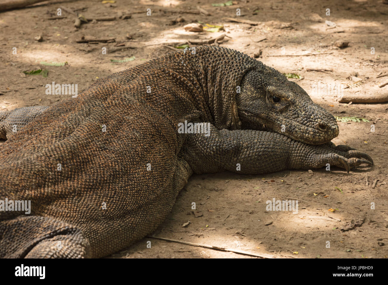 Ritratto di un drago di Komodo, Komodo, fauna selvatica, lista rossa, UNESCO patrimonio mondiale, Indonesia Foto Stock