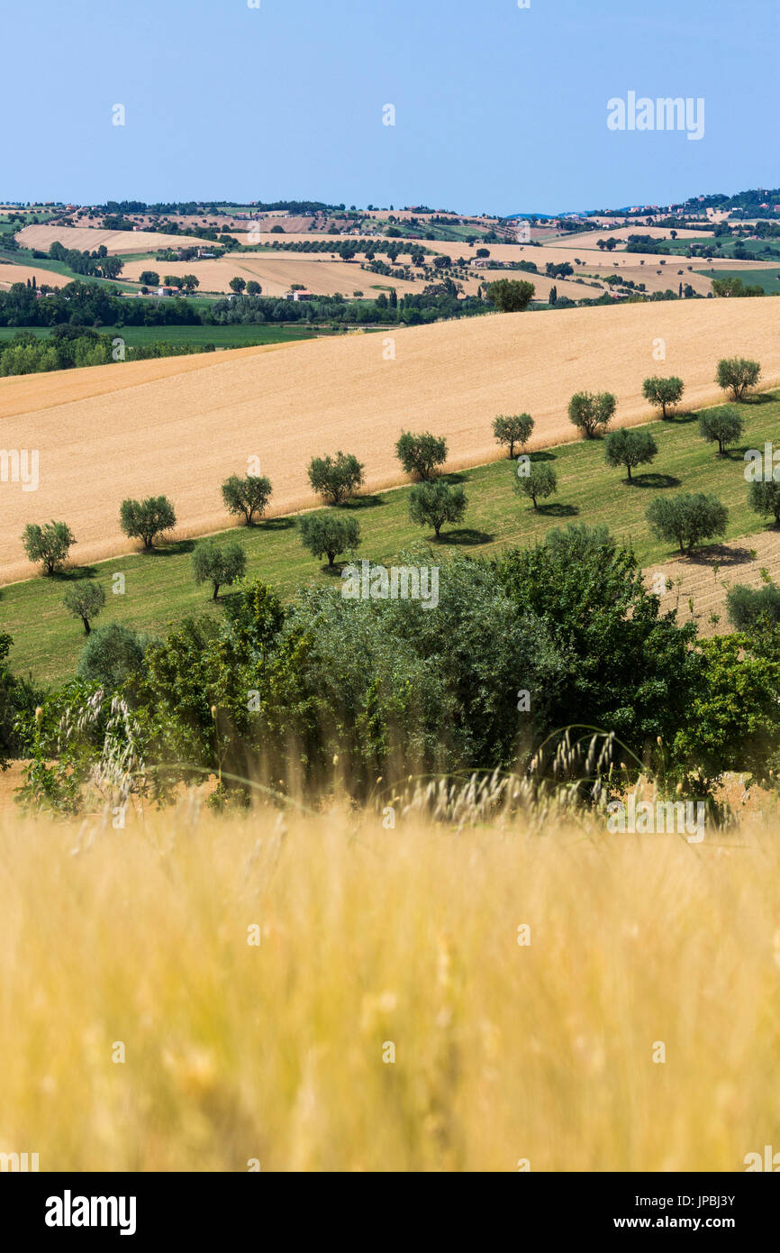 Campi coltivati e ulivi della campagna Montelupone Provincia di Macerata Marche Italia Europa Foto Stock