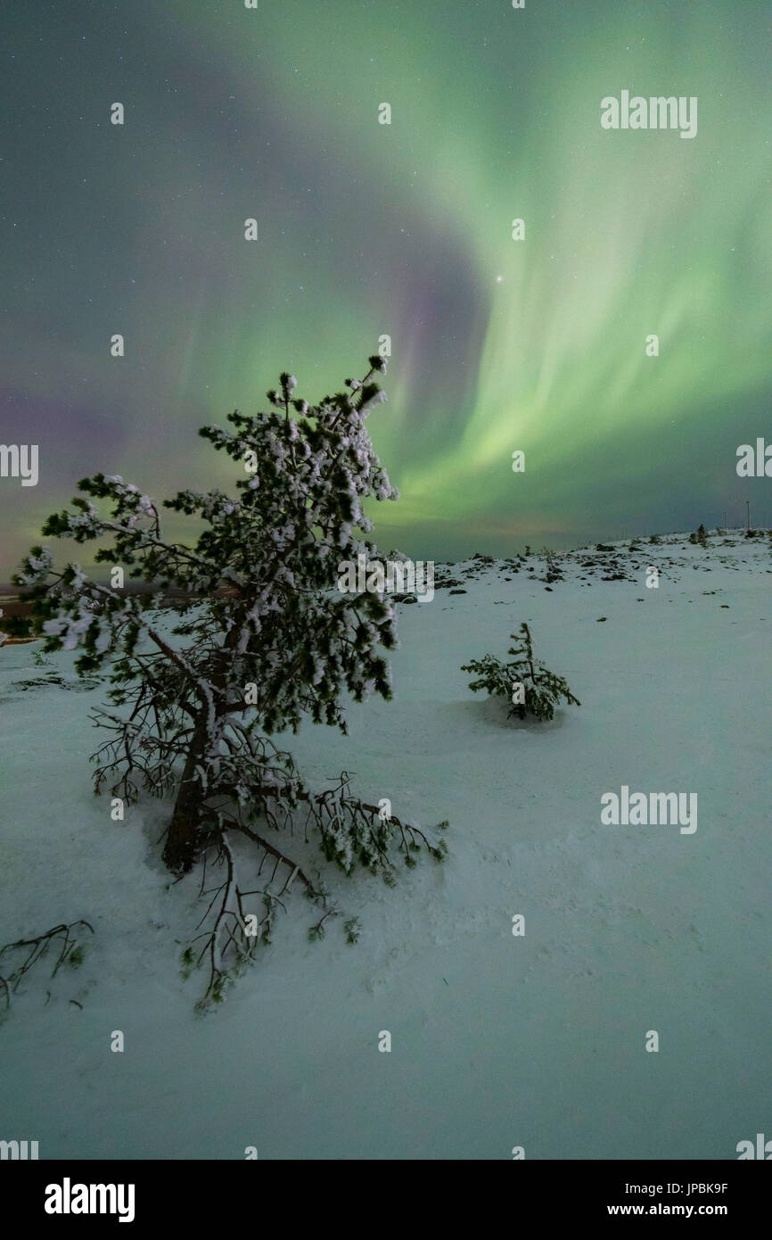 Boschi innevati e alberi congelati incorniciato dalle luci del nord e stelle Levi Sirkka Kittilä Lapponia Regione Finlandia Europa Foto Stock