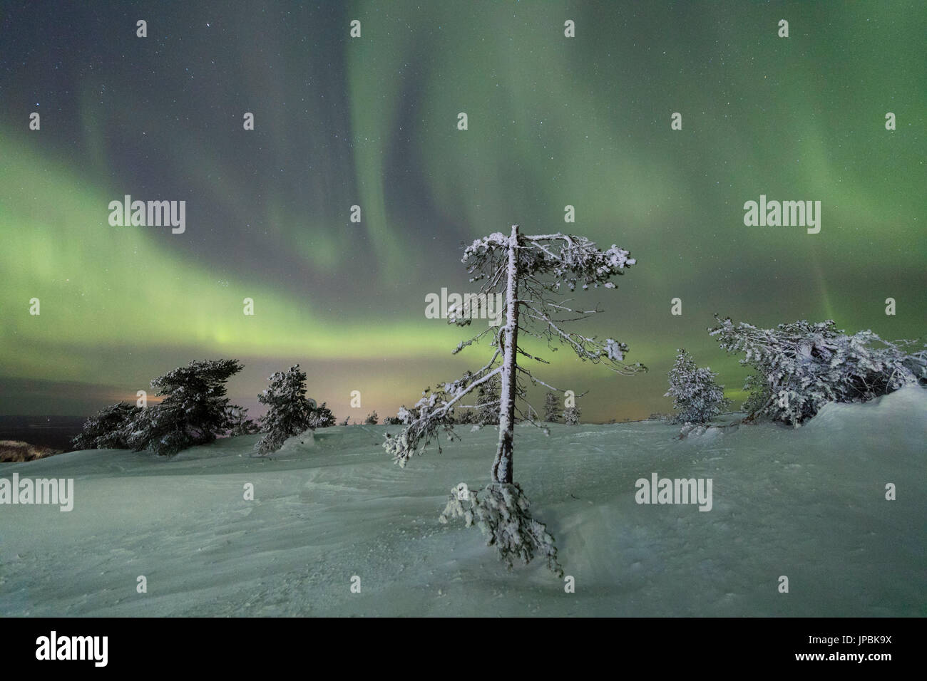 Luci del nord e il cielo stellato sulla congelati di albero in boschi innevati Levi Sirkka Kittilä Lapponia Regione Finlandia Europa Foto Stock
