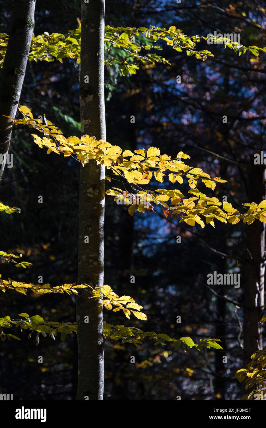 Dettagli di foglie di giallo sui rami di alberi di boschi in autunno Foto Stock