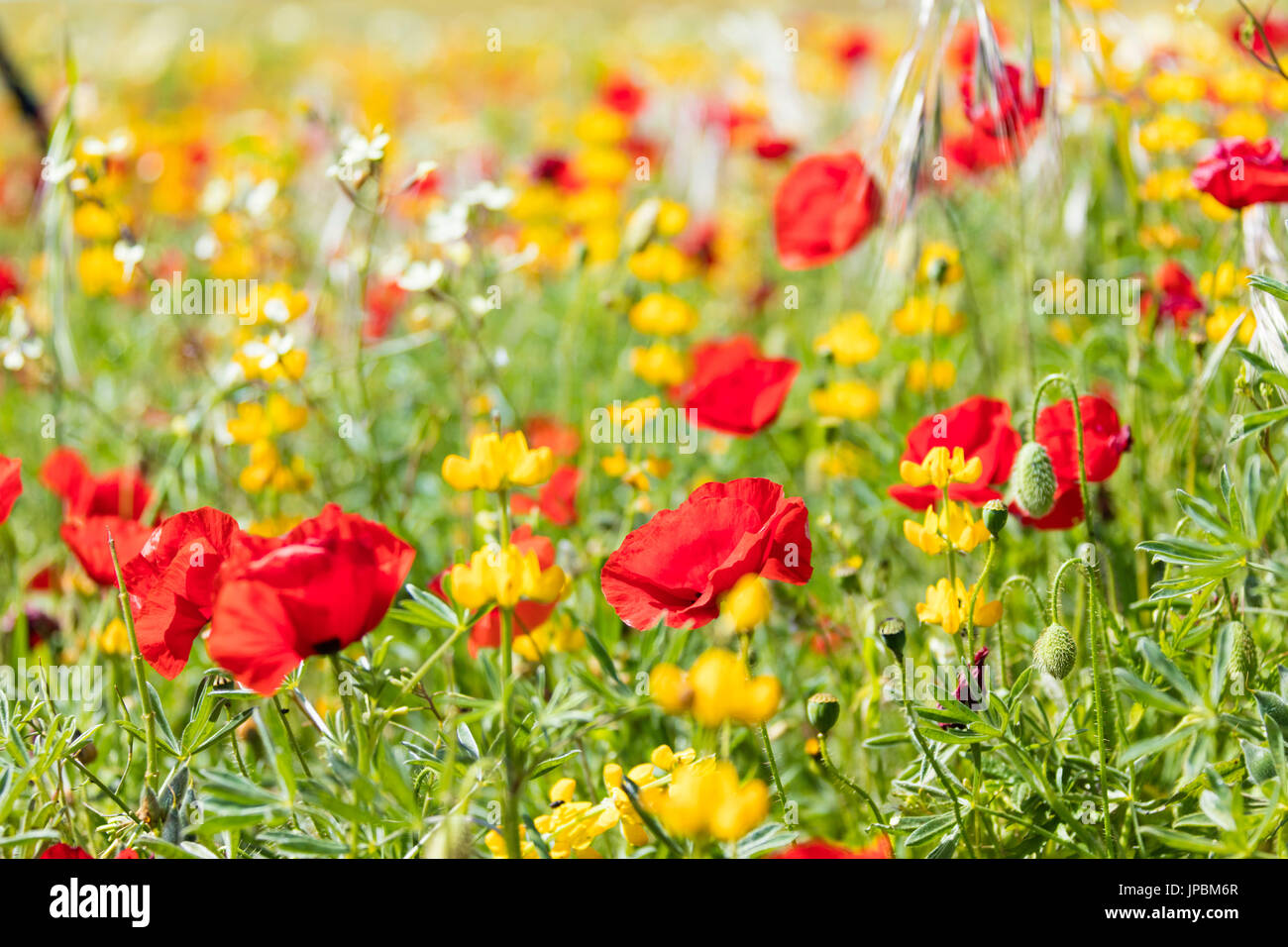 Papaveri rossi e fiori di colore giallo durante la primavera fiorisce in  verdi prati Alentejo Portogallo Europa Foto stock - Alamy