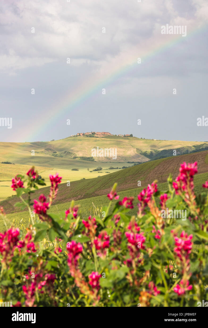 Fiori di colore rosso e rainbow telaio le verdi colline e campi coltivati di Crete Senesi (Crete Senesi) provincia di Siena Toscana Italia Europa Foto Stock
