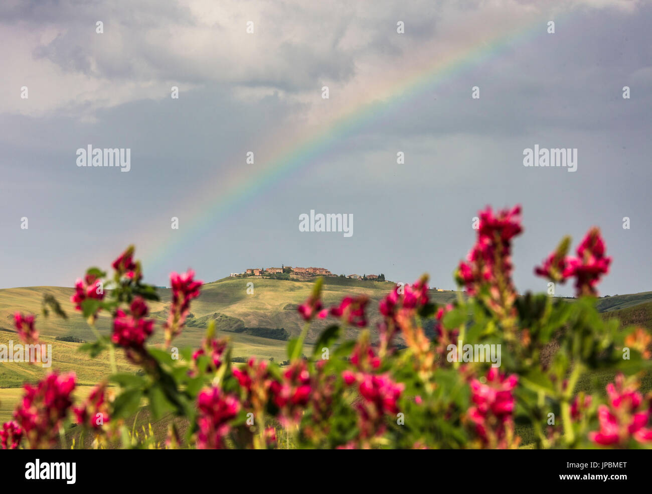 Fiori di colore rosso e rainbow telaio le verdi colline e campi coltivati di Crete Senesi (Crete Senesi) provincia di Siena Toscana Italia Europa Foto Stock