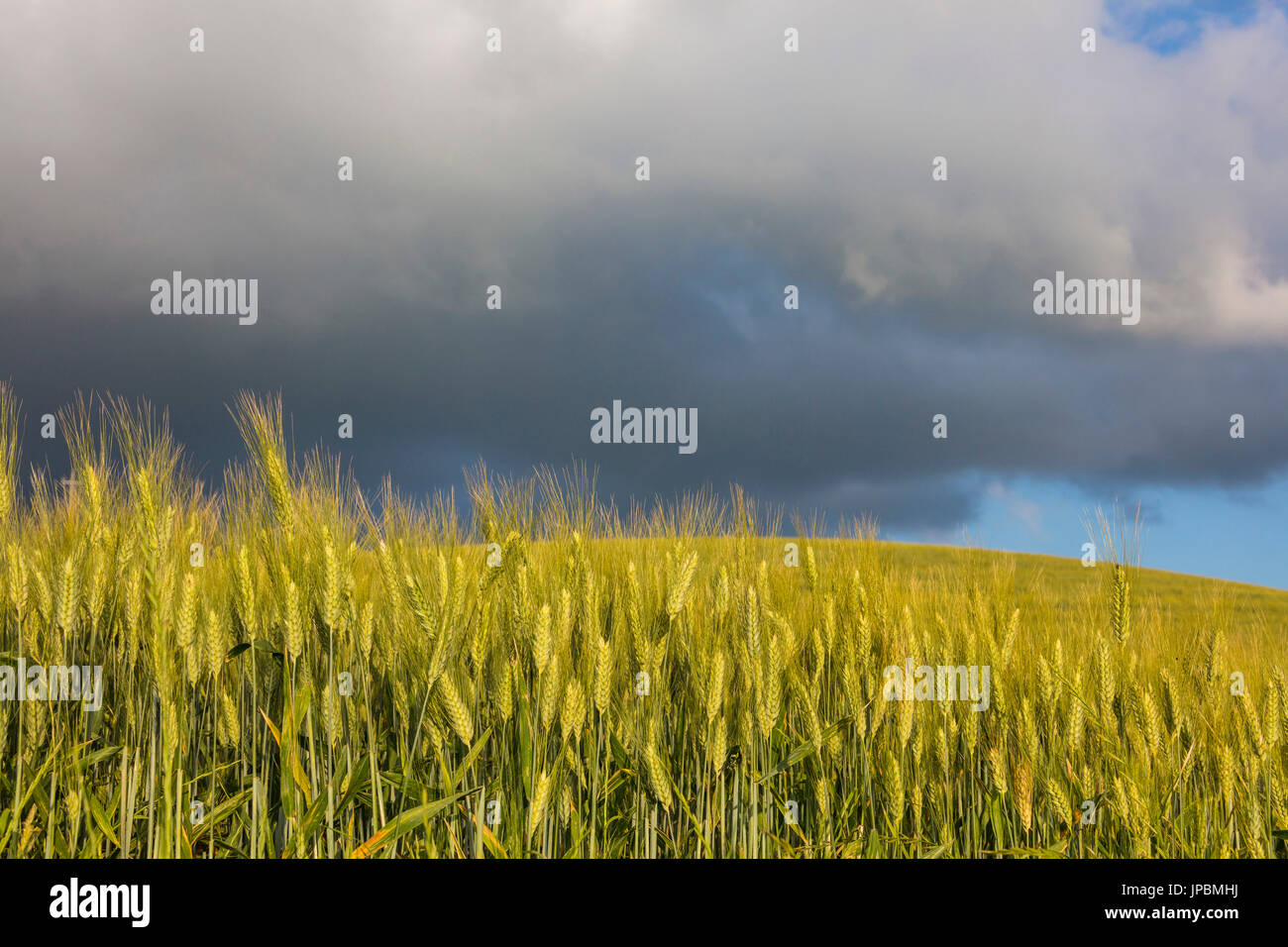 Nuvole e sole sulle verdi colline e spighe di grano Crete Senesi (Crete Senesi) provincia di Siena Toscana Italia Europa Foto Stock