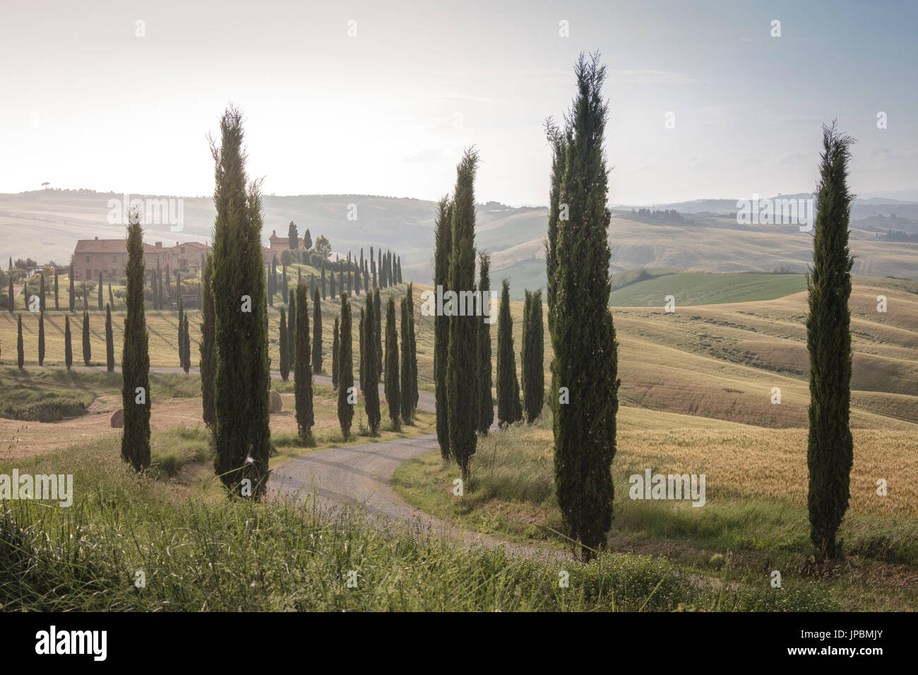 La strada curva nelle verdi colline circondata da cipressi Crete Senesi (Crete Senesi) provincia di Siena Toscana Italia Europa Foto Stock