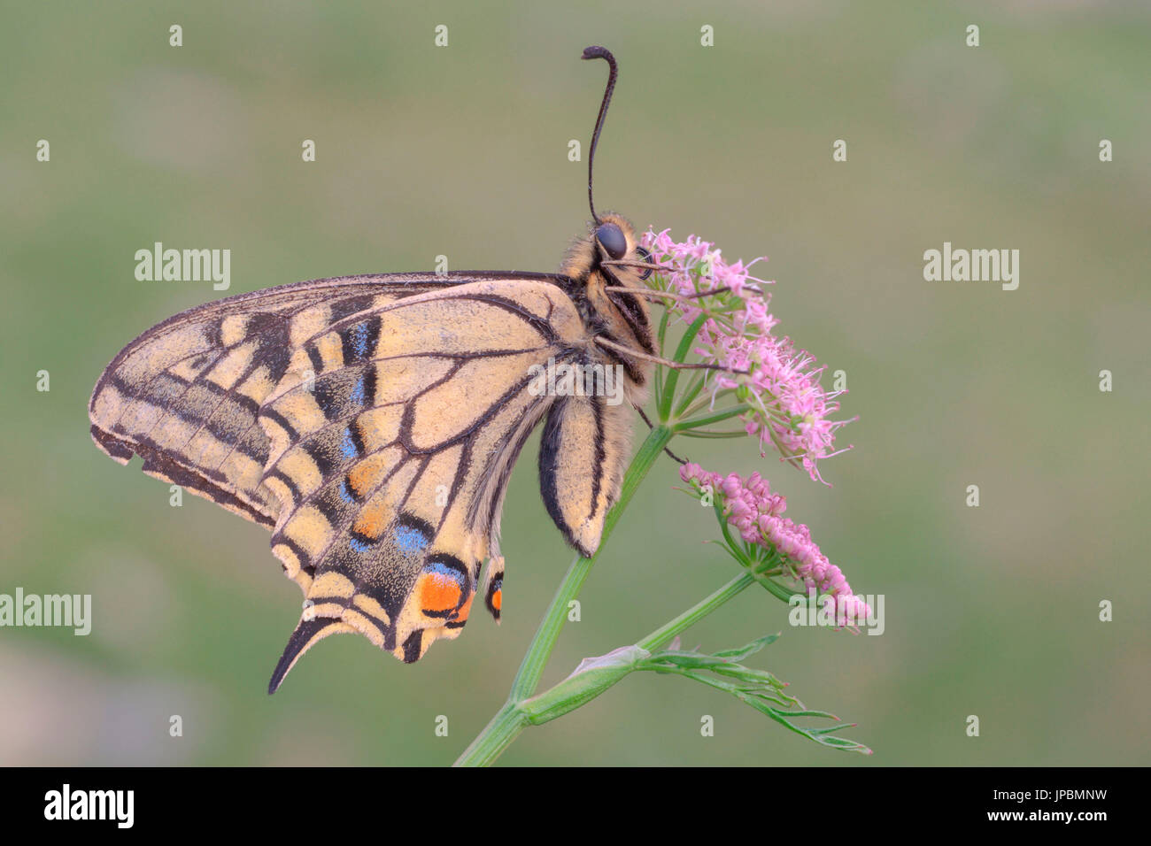 Papilio machaon, Colle del Gran San Bernardo, Italia Foto Stock