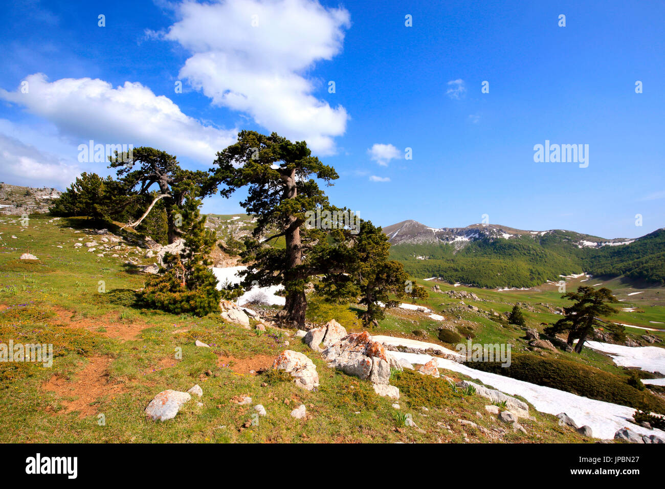 Piani del Pollino con Dolce Dorme montagna in backgroud, il Parco Nazionale del Pollino, Viggianello village, distretto di Potenza, Basilicata, Italia Foto Stock