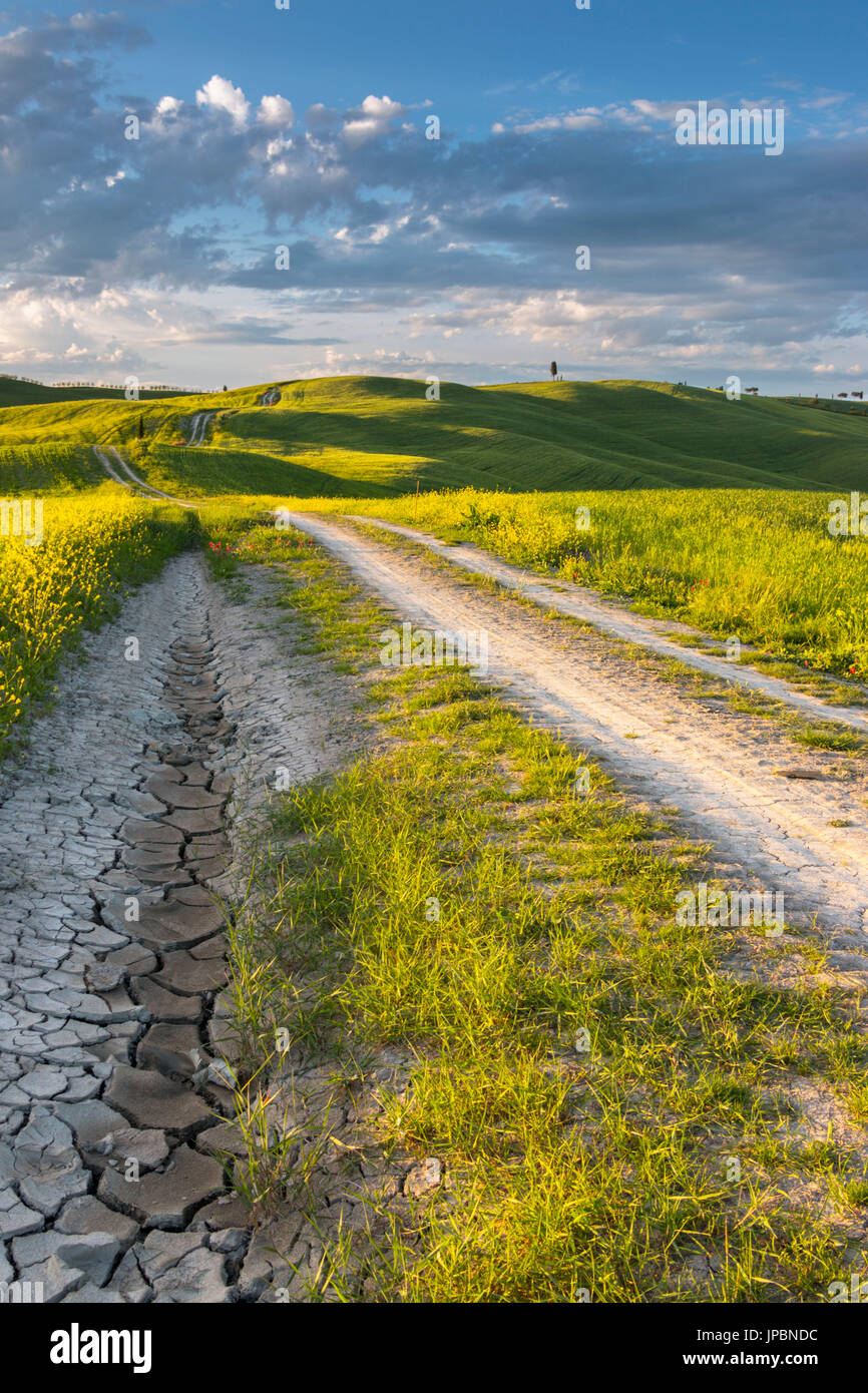 Infinite strada in collina toscana - San Quirico d'Orcia, in provincia di Siena, Toscana (Val d'Orcia), Italia, Europa Foto Stock