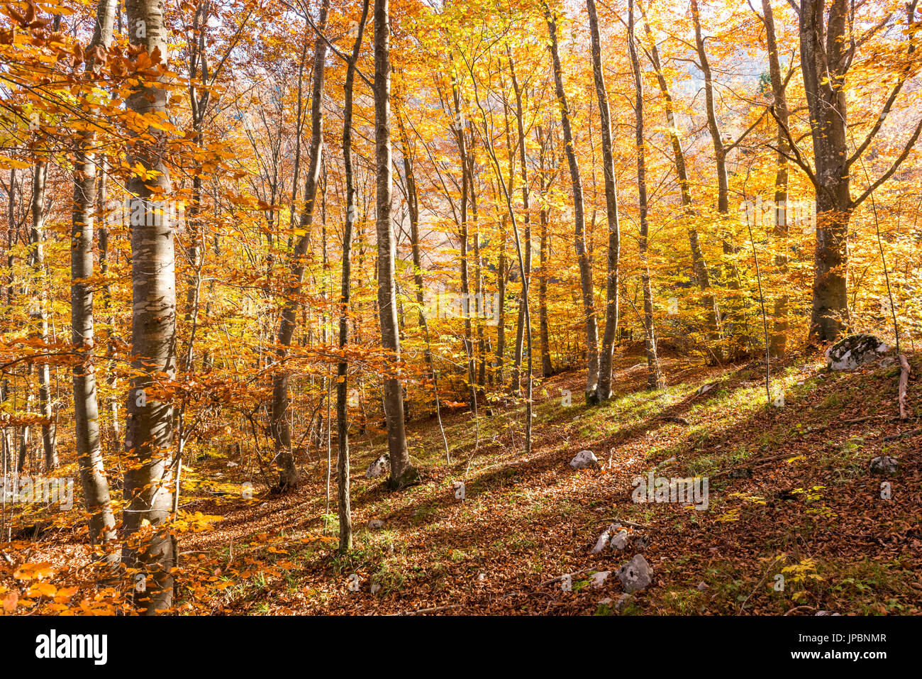 Foresta di Molveno in Trentino Alto Adige, Italia. I colori dell'Autunno nel bosco di faggi. Foto Stock