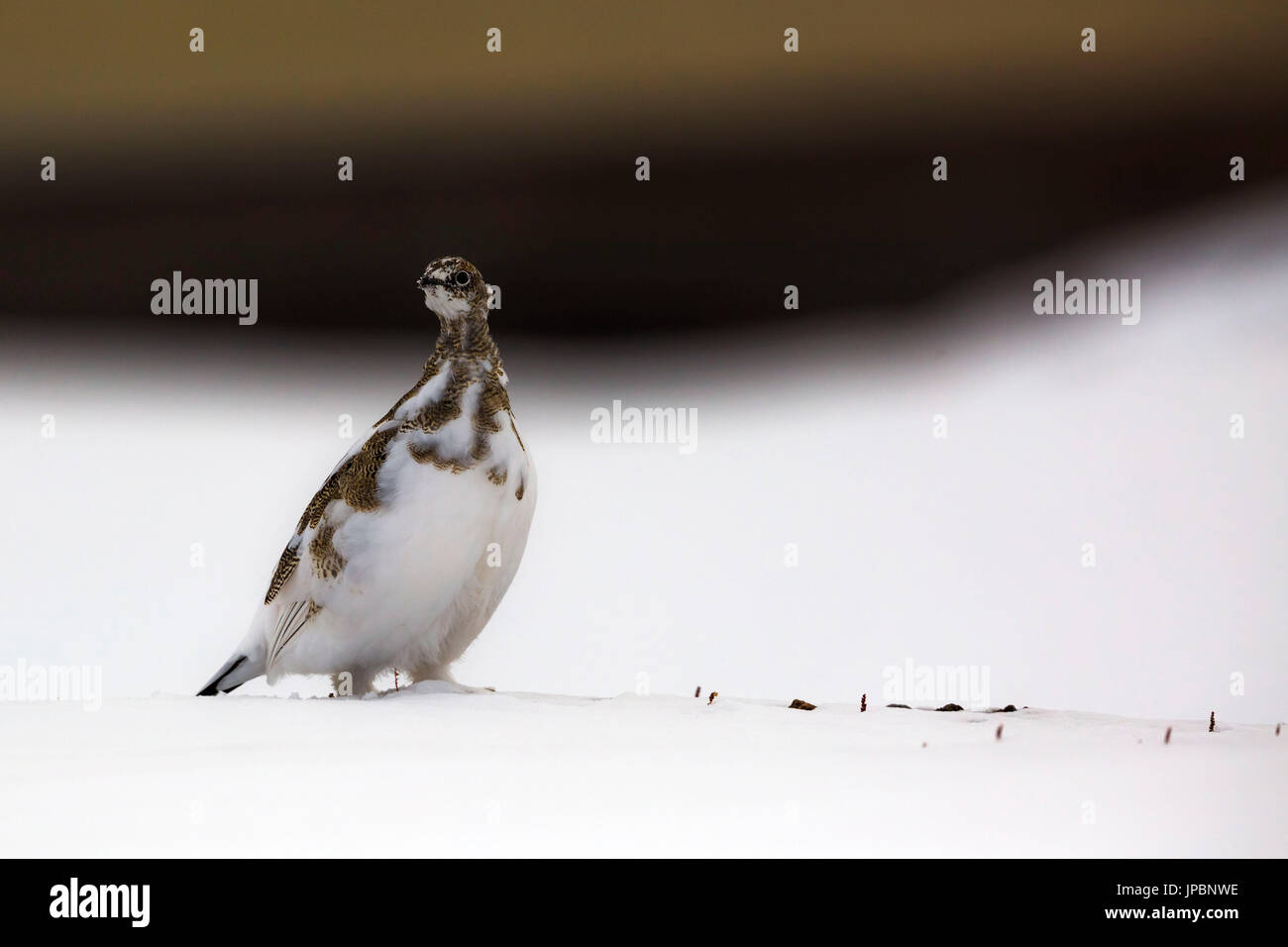 Svalbard; pernice bianca, Spitsbergen, Norvegia Foto Stock