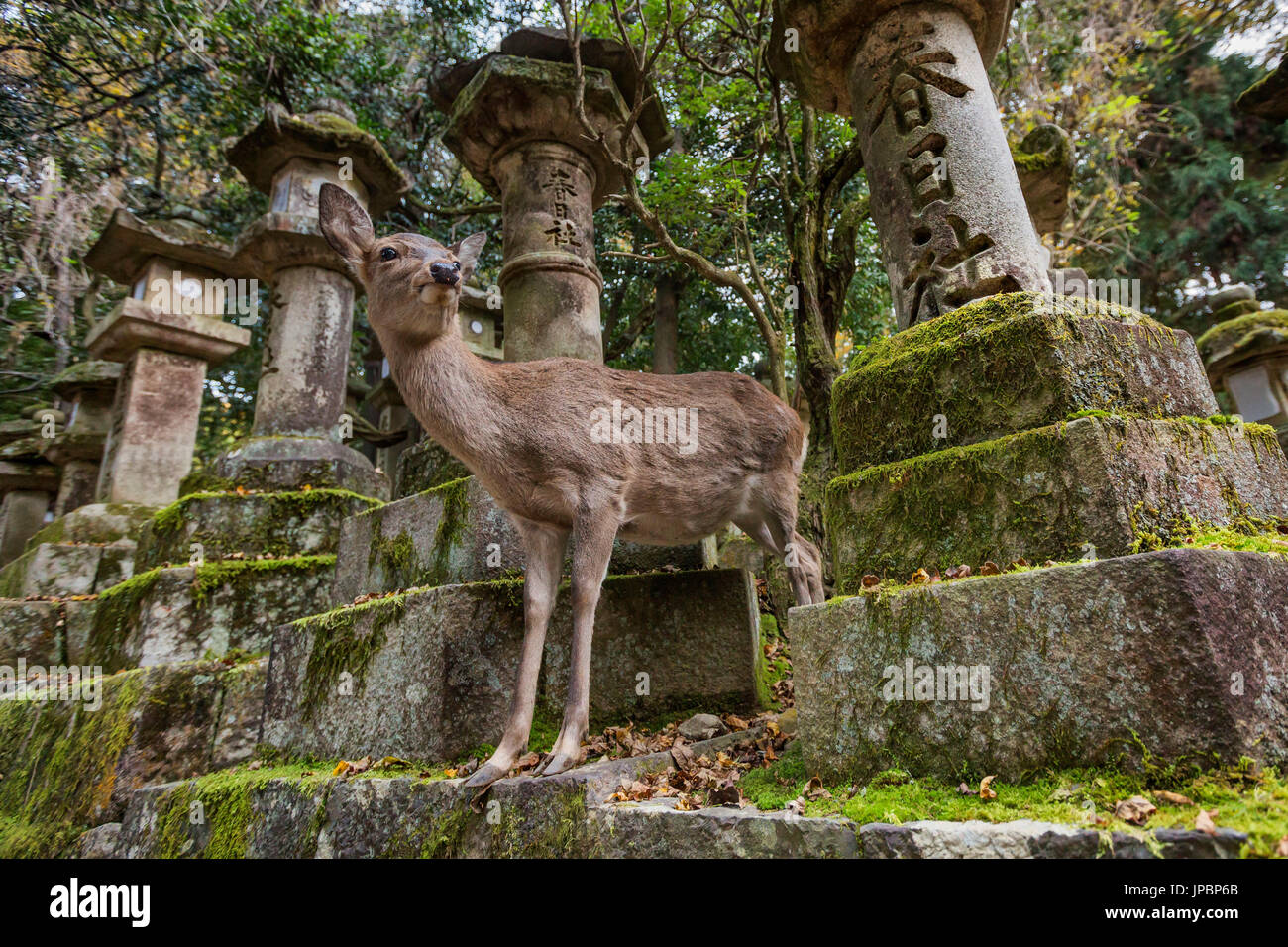 Cervi Sika a Nara lanterne di pietra, Giappone Foto Stock