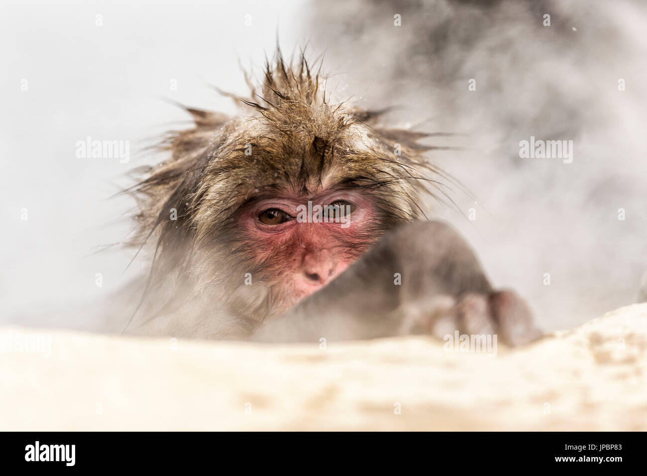 Neve scimmie della valle Jogokudani Nakano, Prefettura di Nagano, Giappone Foto Stock