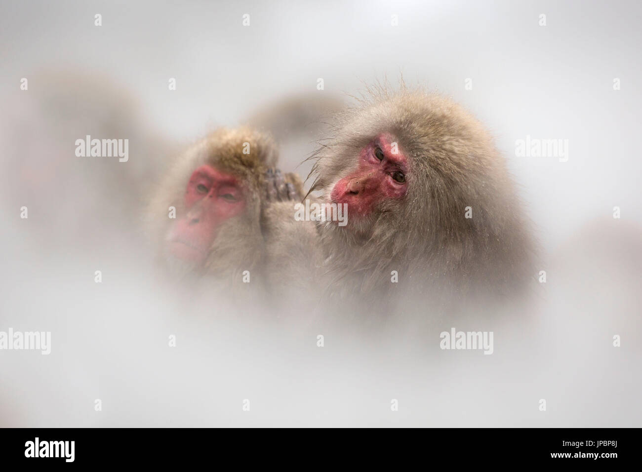 Neve scimmie della valle Jogokudani Nakano, Prefettura di Nagano, Giappone Foto Stock