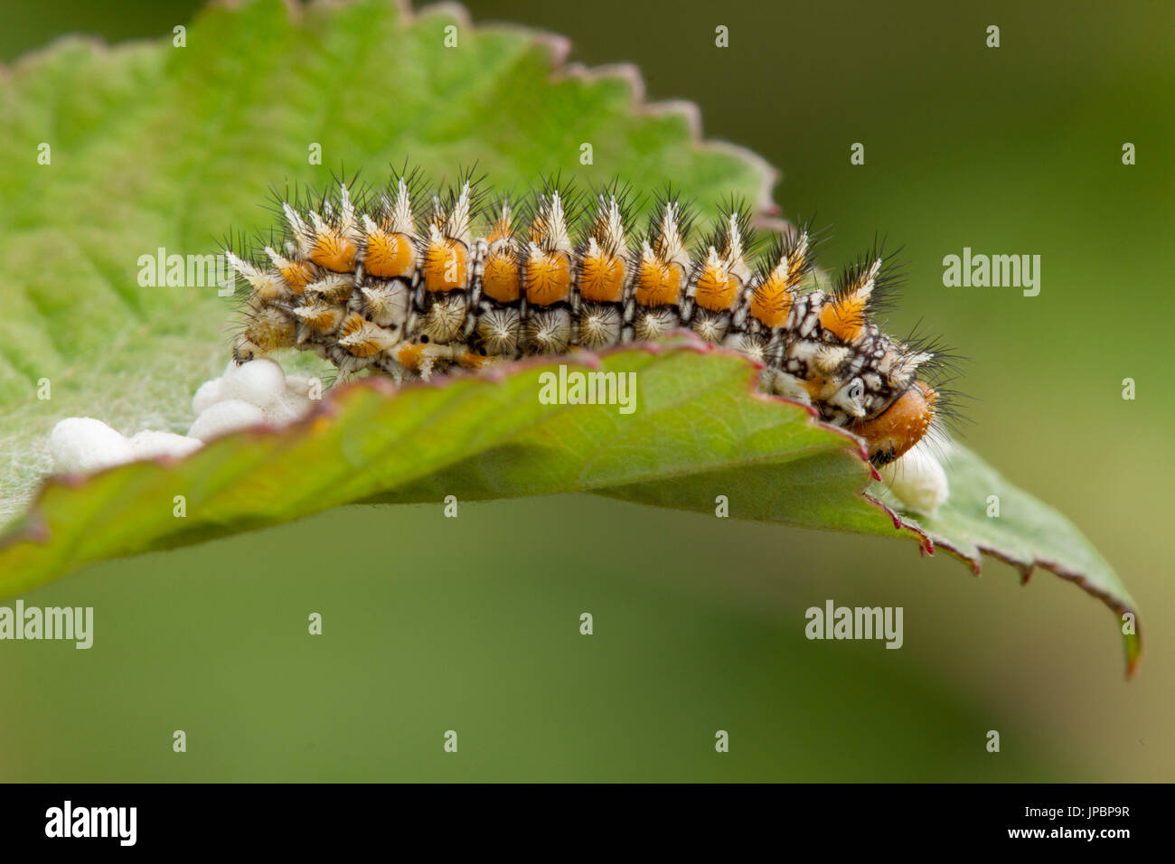 Una fotografia macro di melitaea didyma caterpillar. Lombardia, Italia Foto Stock