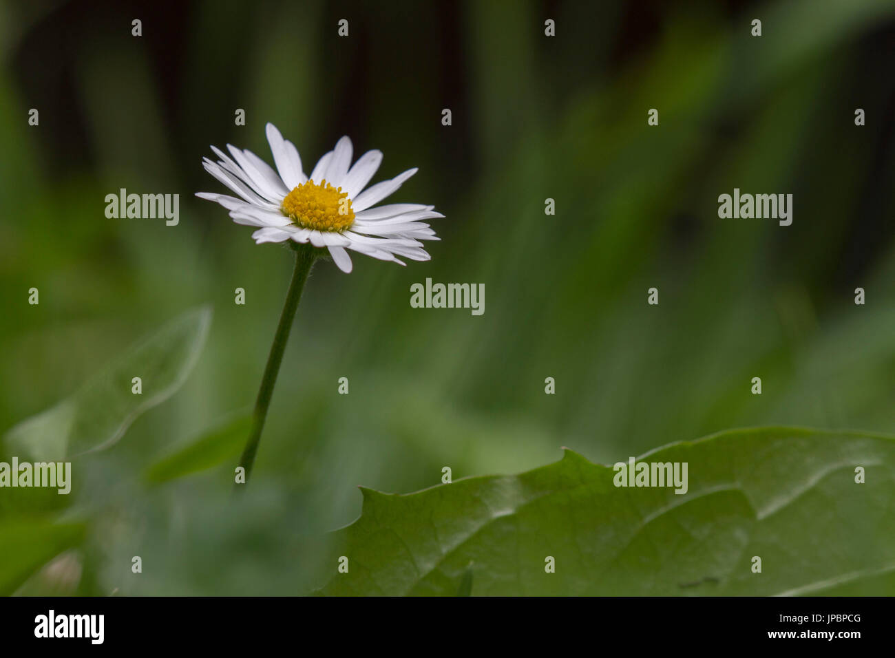 In un solitario daisy nel mezzo di un verde prato erboso spiccano petali di colore bianco e giallo pistilli. Foto Stock