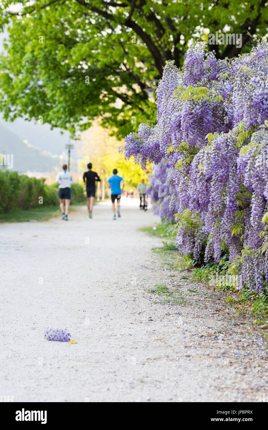 Il famoso lungomare di Bolzano con alcuni podisti facendo un corso di formazione della provincia di Bolzano, Alto Adige, Trentino Alto Adige, Italia, Europa Foto Stock