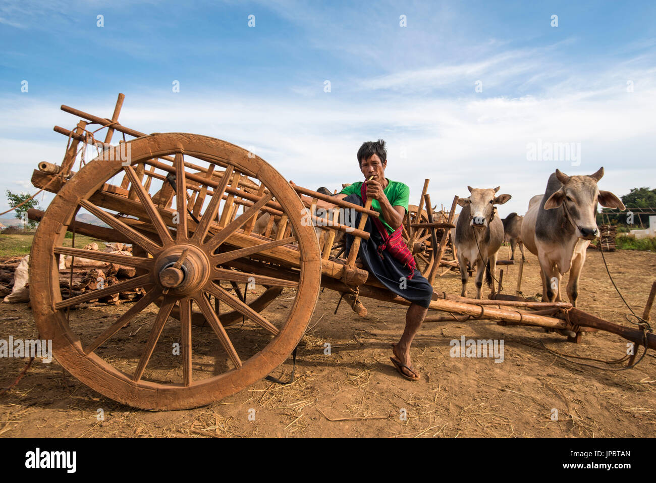 A inserto di lago, Stato Shan, Myanmar. Un uomo sul suo carro con le vacche legate. Foto Stock