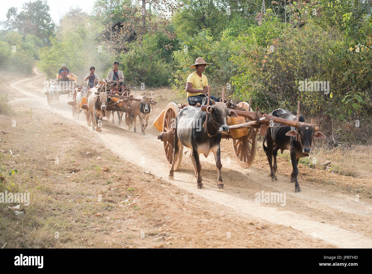 A inserto di lago, Stato Shan, Myanmar. Vacche tirando un carrello su una strada di ghiaia. Foto Stock