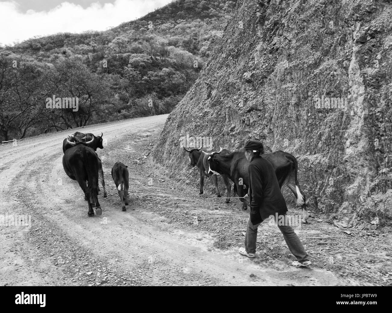 Campesino con i suoi animali su un sentiero di montagna del Sud America, Bolivia Foto Stock