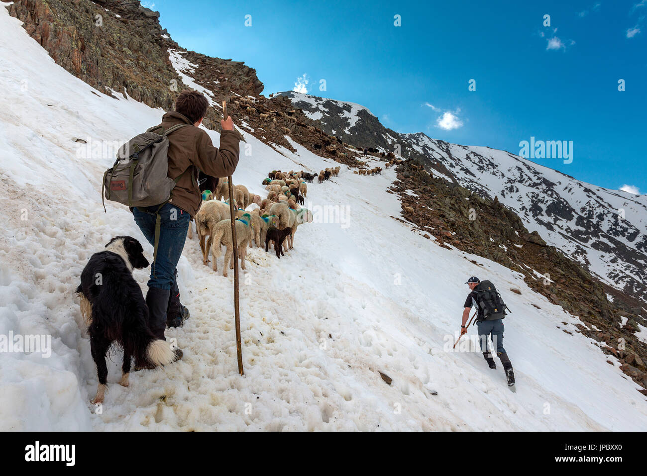Senales/Val Senales Alto Adige - Italia Dal momento che migliaia di anni il pastore porta le pecore sul Giogo Basso (3016m) e per i pascoli estivi dietro il Oetz Valley Foto Stock