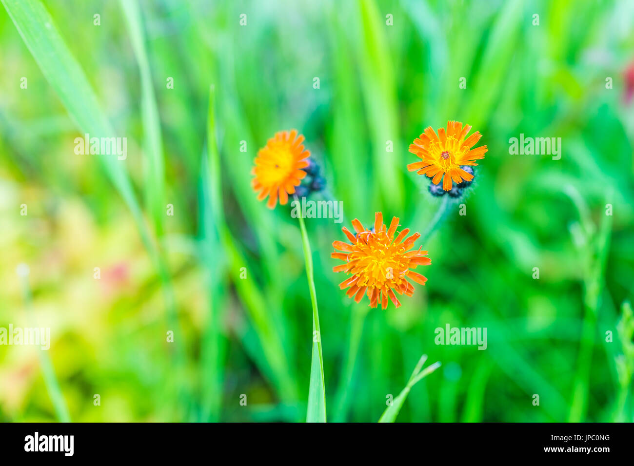 Macro closeup di orange hawkweed fiore con erba verde bokeh di fondo che mostra il dettaglio e texture Foto Stock