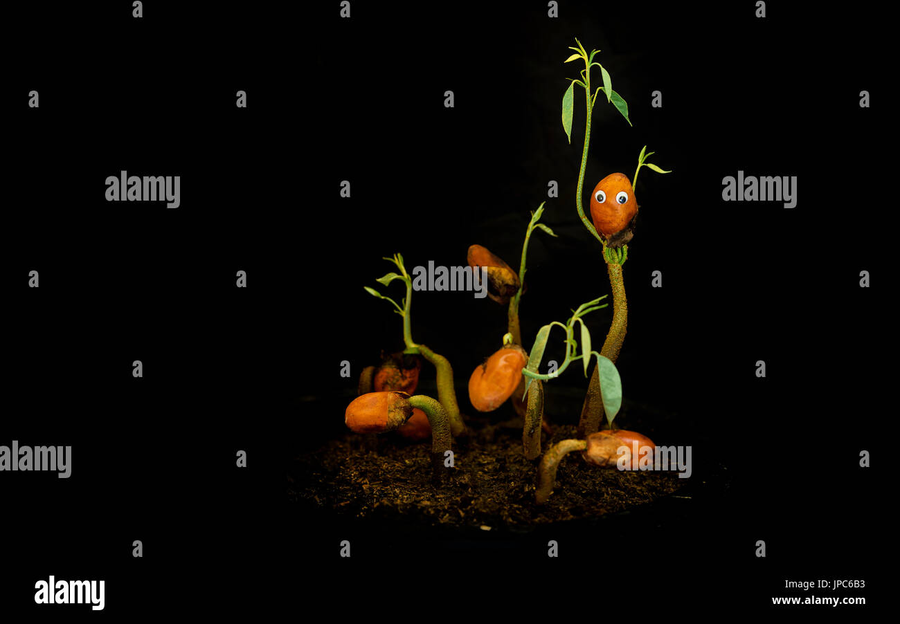 Un neonato impianto con due mani verde sotto forma di un piccolo essere umano, ha fatto il suo modo da terra per crescere in un albero da frutto di durian Foto Stock Un neonato impianto con due mani verde sotto forma di un piccolo essere umano, ha fatto il suo modo da terra per crescere in un albero da frutto di durian Foto Stock