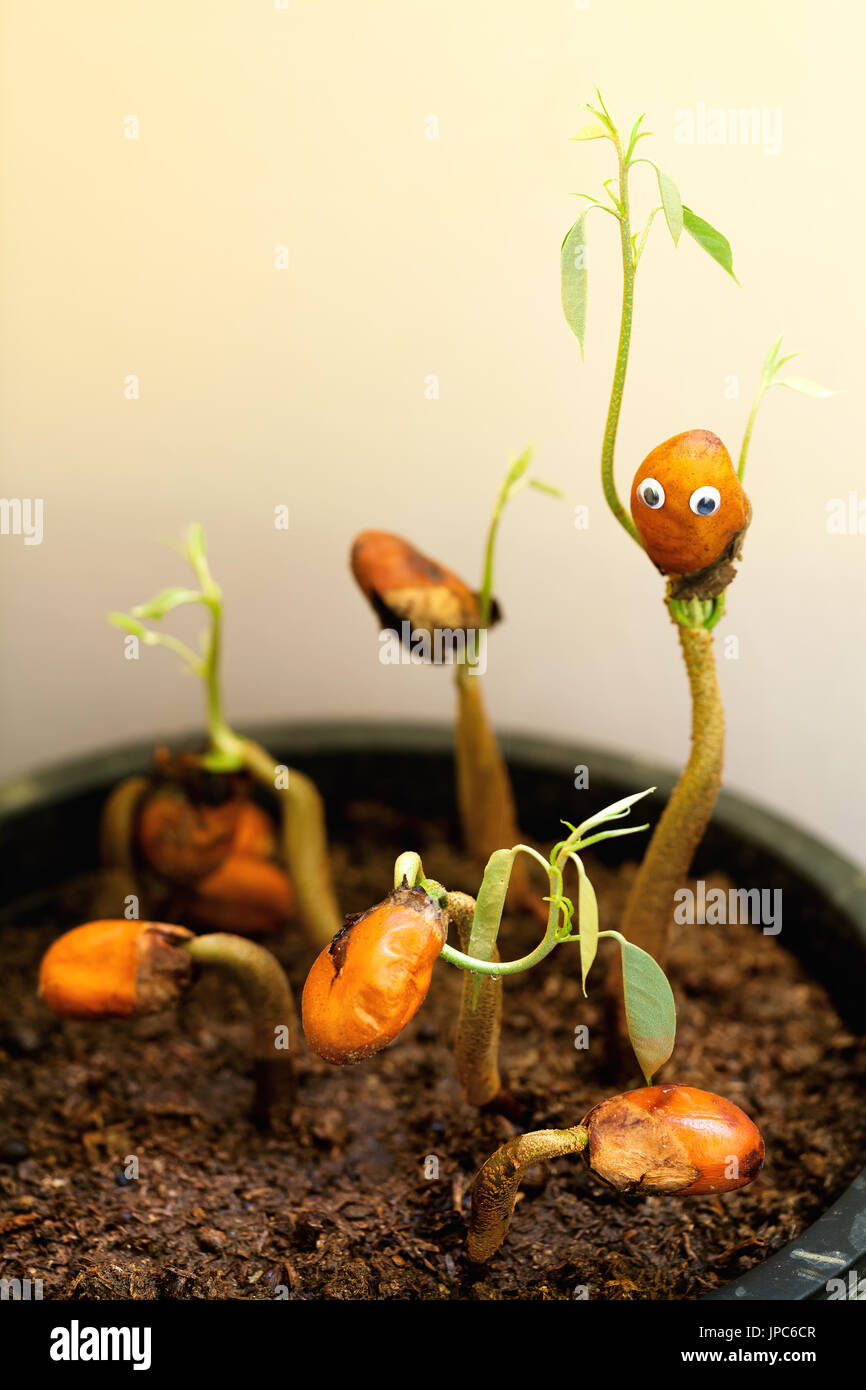 Un neonato impianto con due mani verde sotto forma di un piccolo essere umano, ha fatto il suo modo da terra per crescere in un albero da frutto di durian Foto Stock Un neonato impianto con due mani verde sotto forma di un piccolo essere umano, ha fatto il suo modo da terra per crescere in un albero da frutto di durian Foto Stock