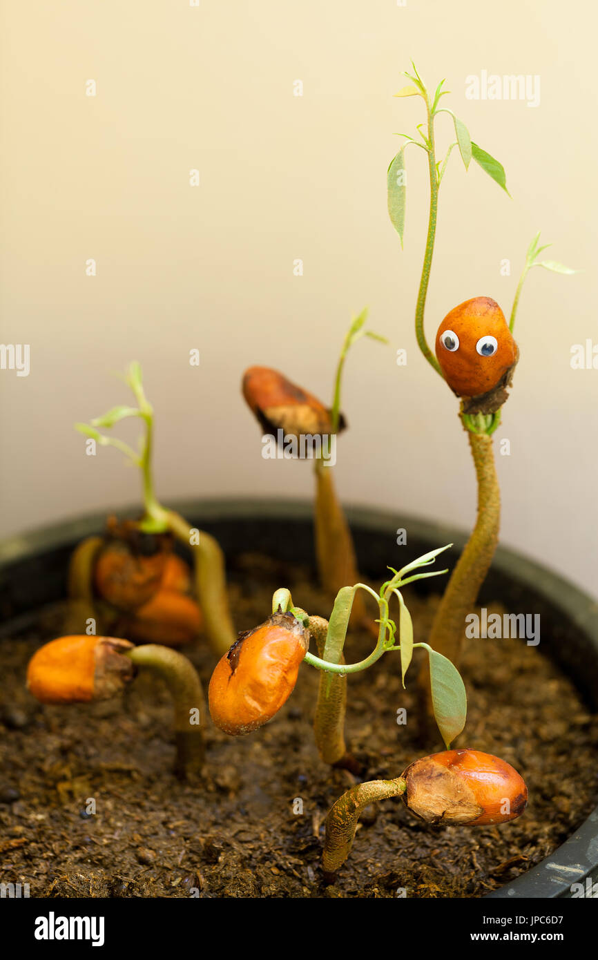 Un neonato impianto con due mani verde sotto forma di un piccolo essere umano, ha fatto il suo modo da terra per crescere in un albero da frutto di durian Foto Stock Un neonato impianto con due mani verde sotto forma di un piccolo essere umano, ha fatto il suo modo da terra per crescere in un albero da frutto di durian Foto Stock