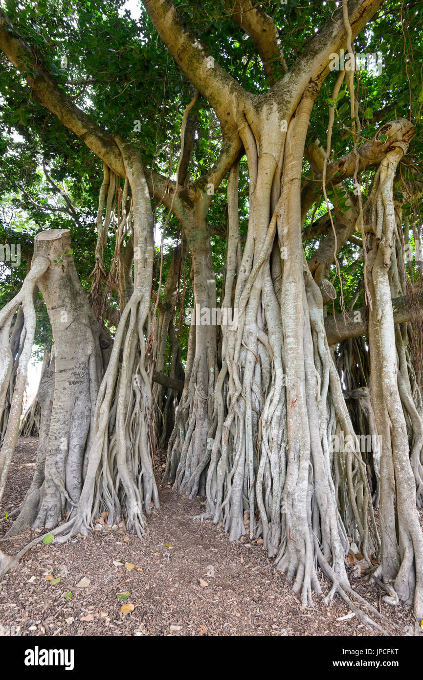 Oltre 100 anni gigantesco albero di fico nel patrimonio storico Giardino Botanico, Queen's Park, Maryborough, Queensland, QLD, Australia Foto Stock