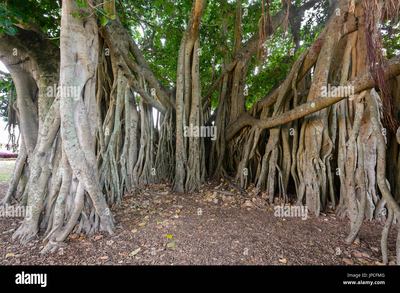 Oltre 100 anni gigantesco albero di fico nel patrimonio storico Giardino Botanico, Queen's Park, Maryborough, Queensland, QLD, Australia Foto Stock