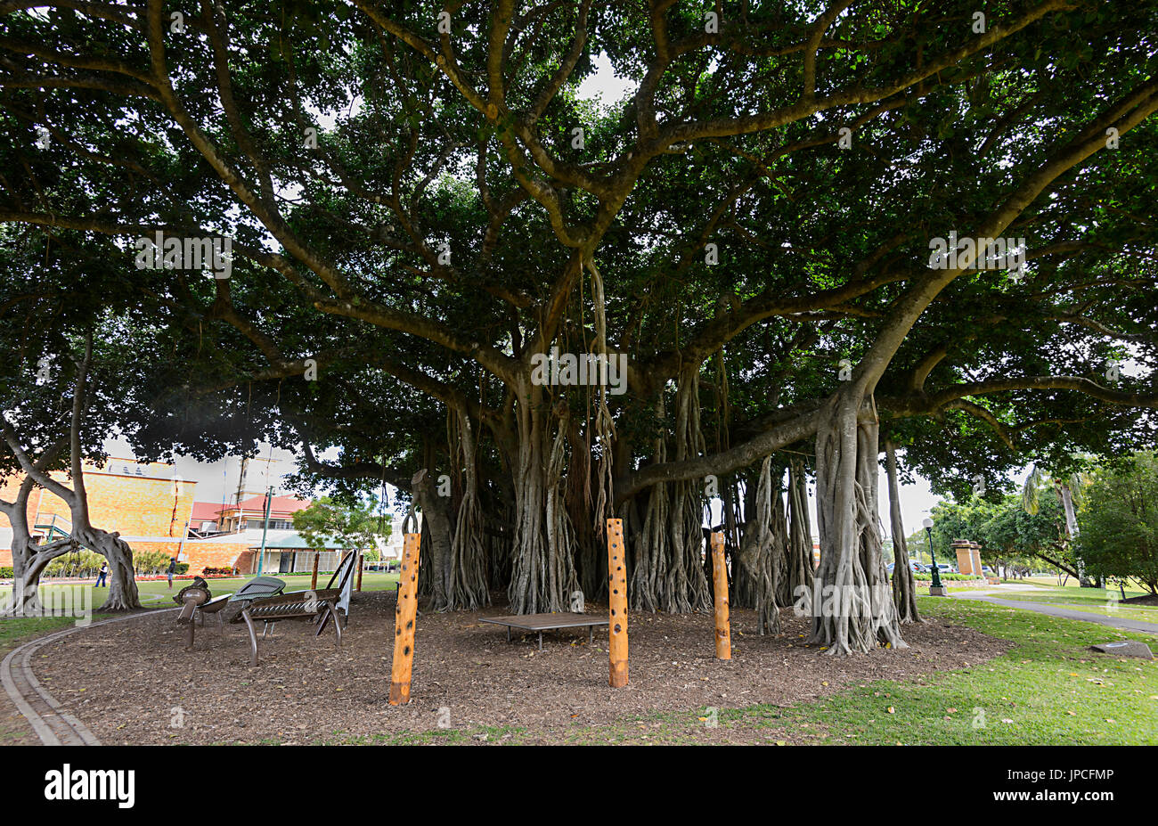 Oltre 100 anni gigantesco albero di fico nel patrimonio storico Giardino Botanico, Queen's Park, Maryborough, Queensland, QLD, Australia Foto Stock
